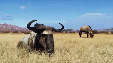 Way of the Hunter - Tikamoon Plains PC Key Prices