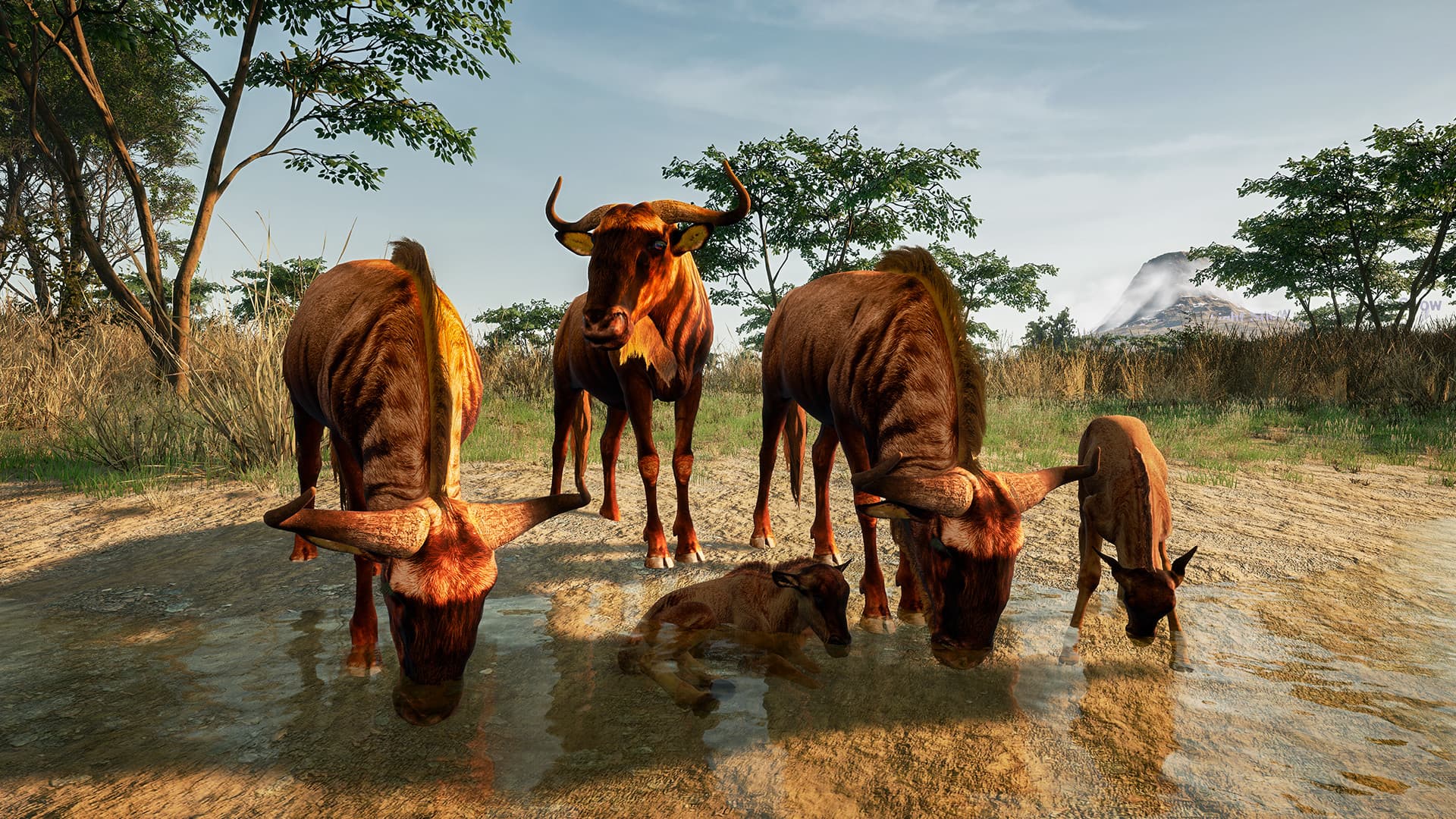 Animalia New African Skins